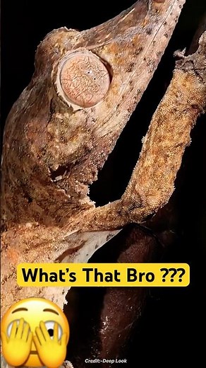 The Incredible Gecko Tape🦎