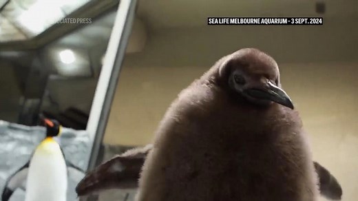 Huge king penguin chick in Australia named Pesto becomes social media star