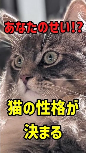 【衝撃】性格が悪いのは飼い主のせい！？猫の性格が決まる本当の理由 #ずんだもん #猫