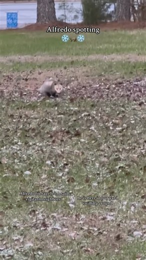 Mindy Bryant on Instagram: "Message me if you want to join our neighborhood Alfredo watch 﫡 #possum #opossum #alfredothepossum #chickens #chickencoop #farm #farmer #farmlife #homestead #homesteading #nc #wildlife #snowday"