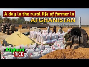 A day in the rural life of farmer in Afghanistan | The best rice in Afghanistan | 4K