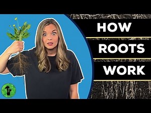 What are Plant Roots & How do they Work?