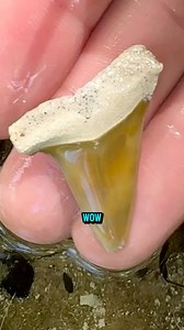 106K views · 1.9K reactions | Super awesome orange and white Bone...