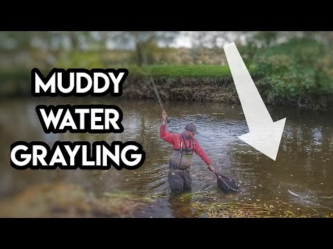 Grayling Fly Fishing In Coloured River Water