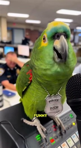Amazon Parrot Dispatches SWAT Team on a Cat! 🚔🦜 "Code 3, Over!"
