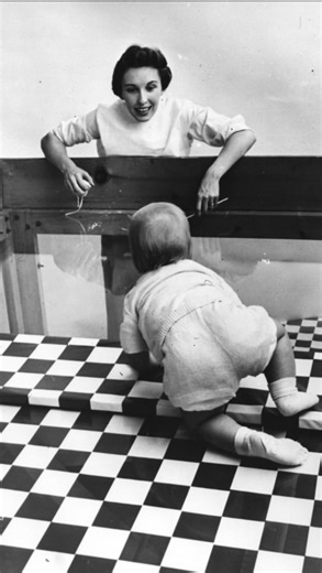 YASHIKA on Instagram: "The Visual Cliff is a psychology experiment developed by Eleanor J. Gibson and Richard D. Walk in 1960 at Cornell University to investigate whether depth perception is an innate (inborn) ability or a learned behaviour."