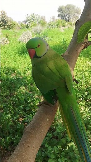 Parrots Imitating People – Must Watch