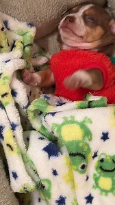 The beautiful friendship between a Great Dane and her Chihuahua pup, proving that love knows no boundaries. | Dear Danes