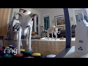 Incredibly Intelligent Dog Uses Toy Buttons to Communicate | RingTV