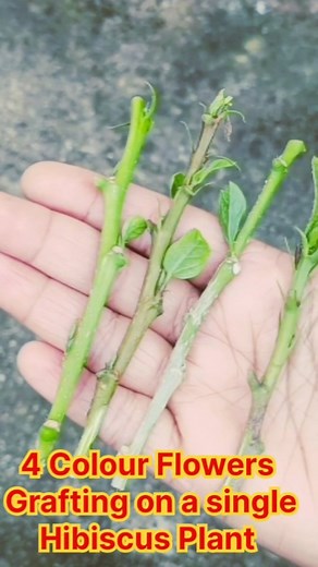 4 Colour Flowers Grafting on a single Hibiscus Plant /Hibiscus Grafting Technique #graftingtechnique #gardening #hibiscus_from_cuttings #hibiscus_flower #hibiscuscuttingsgrow #hibiscusplant #hibiscus | Diy thing's with priya