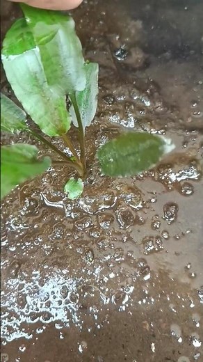 cryptocoryne propagation tips