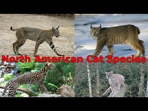 All Cat Species (North America) - Species List