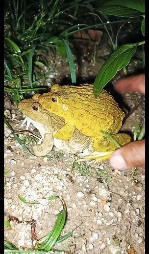 Wow😱 CUTE FROGS LOOK SO FUNNY😂😁 #frog #animals #funny #jump