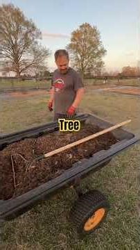 How I Mulch Fruit Trees (EarliTreat Peach Demo)