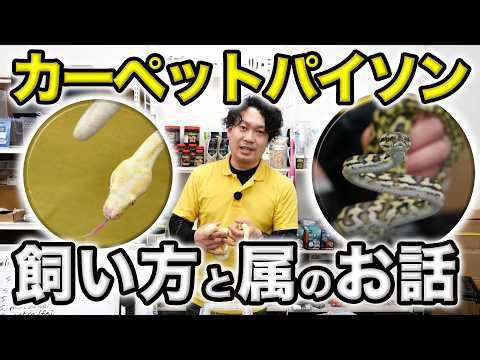 [Special feature on how to care for] How to care for carpet pythons, how to create a layout, and ...