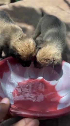 please help me my dogs rescue please help Canada 🇨🇦 #Australia 🇦🇺 #UK 🇬🇧 #puppy #rescuelove