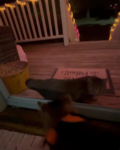 Trap Neuter Return - TNR - North Platte, Nebraska on Reels