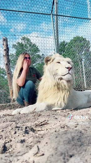 Cuddles with Timba: Majestic Lion Moments