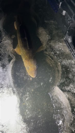 Alone Fishing Tips: Using Live Wells in Cold Weather | Alberta Walleye Fishing