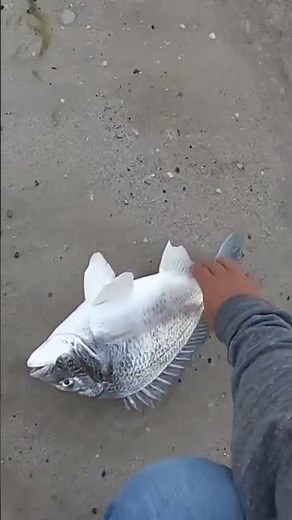 Giant sea bream in Abu dhabi