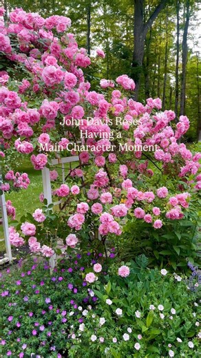 John Davis climbing roses are one of those garden overachievers you fall more in love with every year 🌸 They’re very hardy and disease-resistant, and they have repeat blooms all season long. They have a light fragrance(I wish it was stronger!!) They climb beautifully, making them perfect for arbors and fences. The roses you see here were planted back in 2019, and they’re the perfect example of patience paying off—each year they’ve grown fuller, stronger, and prettier. 🌸😊 • • #cottagegarden #g
