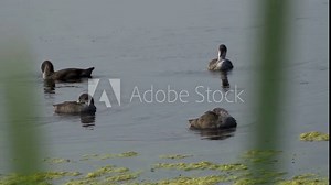 Video series of American Coot families on a lush Canadian lake in summer. Captures nesting, feeding, and chicks exploring the water. Perfect for nature and wildlife projects.