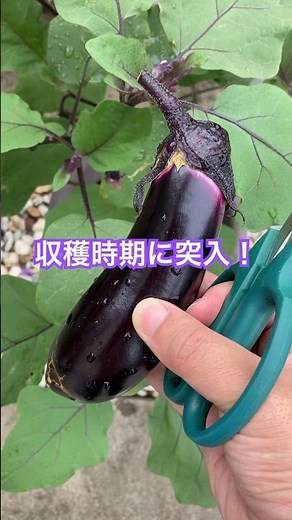 【なす】7月中旬、収穫期に突入！簡単に毎週収穫する方法教えます！#プランター #プランター栽培 #なすび #ガーデニング #家庭菜園