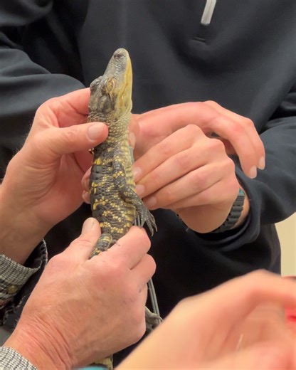 41K views · 422 reactions | New England Wildlife Center on Reels | Facebook