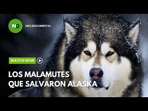 Malamutes de Alaska: Los Supervivientes del Hielo que la Historia Olvidó | Neo Documental