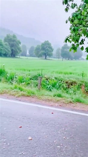 Green Fields & Lonely Tree