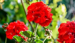 How To Keep Geraniums Blooming - 12 Secrets to Success
