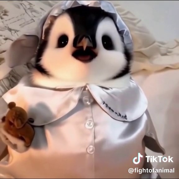 Adorable Baby Penguins Compilation