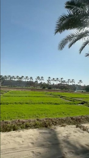 Egypt Green #egyptian_life #travel #nature