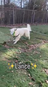 ✨Lance✨ House Trained: ✅ Leash Trained: ✅ Good with other dogs: Unknown Good with cats: Unknown Good with children: Unknown 2 years old, 64lbs, will be neutered soon! Let me tell you about Lance, because this boy truly deserves a home of his own. I’ve spent time with him in boarding, and even though he’s making the best of it, you can tell he’d flourish in a real home. From the moment he arrived from the shelter he’s been an absolute gentleman. He’s calm, friendly, and lights up the second someo