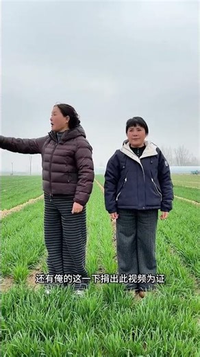 Free Wheat Donation Alert! Save the Harvest Season