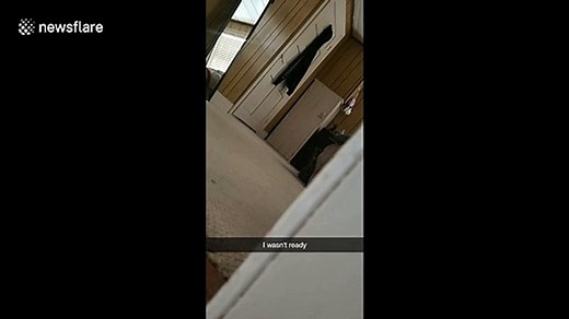 Cat hilariously sneaks up on owner in suspense-filled video