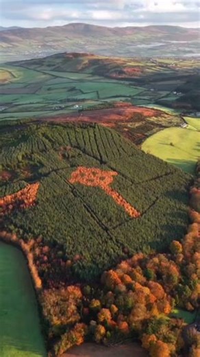 With hundreds of beautiful beaches and rugged cliffs, County Donegal never ceases to amaze us. But its highlands and valleys hold secrets too, like the incredible Emery Celtic Cross in Killea. 🌲 This incredible 100-metre cross, crafted with two types of trees, is the handiwork of local forester Liam Emery and took five years to complete. It’s just one of many incredible sights to behold in County Donegal. 📍Killea, County Donegal​ 📸instagram.com/thelife.of_reilly/ | Discover Ireland