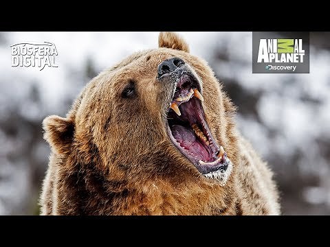 El oso más peligroso del mundo - Biósfera Digital