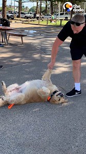 130M views · 2.3M reactions | Watch what it takes to make this stubborn golden retriever finally move  | The Dodo | Facebook