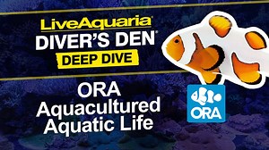 1K views · 15 reactions | Check out this episode showcasing captive-bred and aquacultured aquatic life available at LiveAquaria®. We're highlighting our selection of premium aquacultured corals, captive-bred fish, and invertebrates from ORA® Oceans, Reefs, & Aquariums. | LiveAquaria.com | Facebook