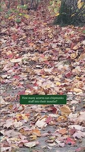How many acorns can a chipmunk fit if a chipmunk could ... ? #Shorts #Chipmunk #Acorn #Nature #Nut