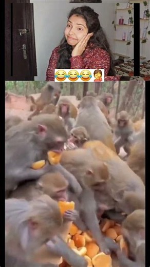 Bread par hamla 😂#trending #petcomedy #animalcomedy #funnymonkey #comedy #shorts #viral