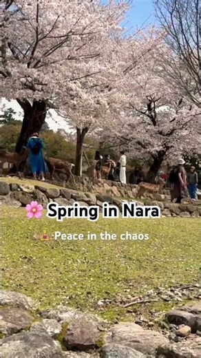 Studying in Japan📚🇯🇵 | Mini Vlog 🌸 #studywithme #japan #youtubeshorts #travel #lofimusic