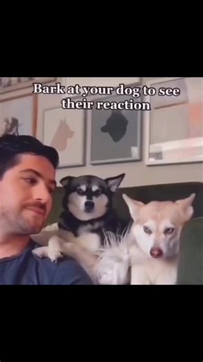 Bark at your husky and see their reaction! #husky #siberianhusky #huskypuppy | George the HUSKI
