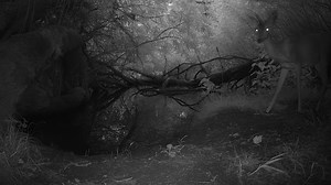 Wild Moments Caught on Camera by the River