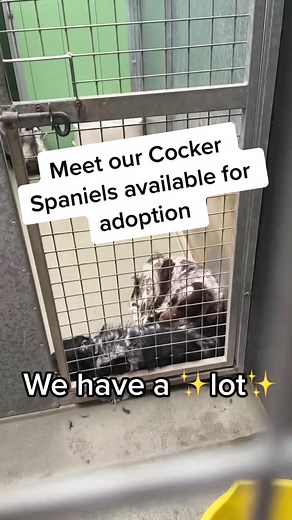 Some of our Cocker Spaniels for adoption 🥰 #manytearsanimalrescue #rescuedog #fyp #dogrescue #rescuedogs #rescuelife #shelterdogs #dogshelter #dogrescuers #dogrescueuk #cockerspaniel #cockerspanielsoftiktok #spaniels #puppies #puppiesoftiktok