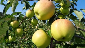 Fall into fun: Things to do on P.E.I. this first weekend of autumn