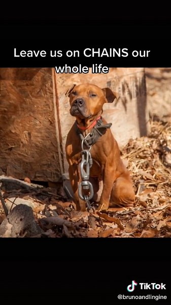 The Truth About Pitbull Abuse: Pitbulls Lives Matter!