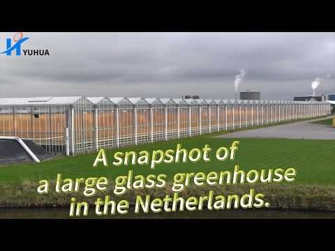 A snapshot of a large glass greenhouse in the Netherlands.#greenhouse #netherlands
