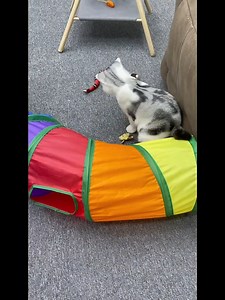 Watch Remote Control Snakes Realistic on Amazon Live